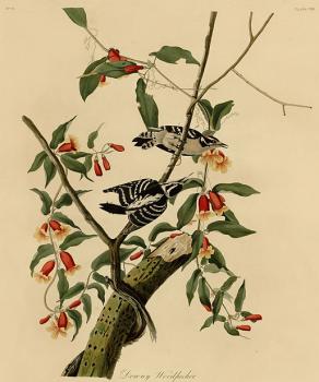 John James Audubon : Downy woodpecker